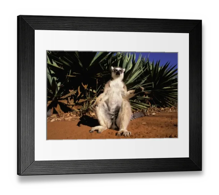Framed Print : Africa, Madagascar, Berenty Private Reserve. Ring-tailed Lemur (Lemur catta) Framed Print : Africa, Madagascar, Berenty Private Reserve. Ring-tailed Lemur (Lemur catta)