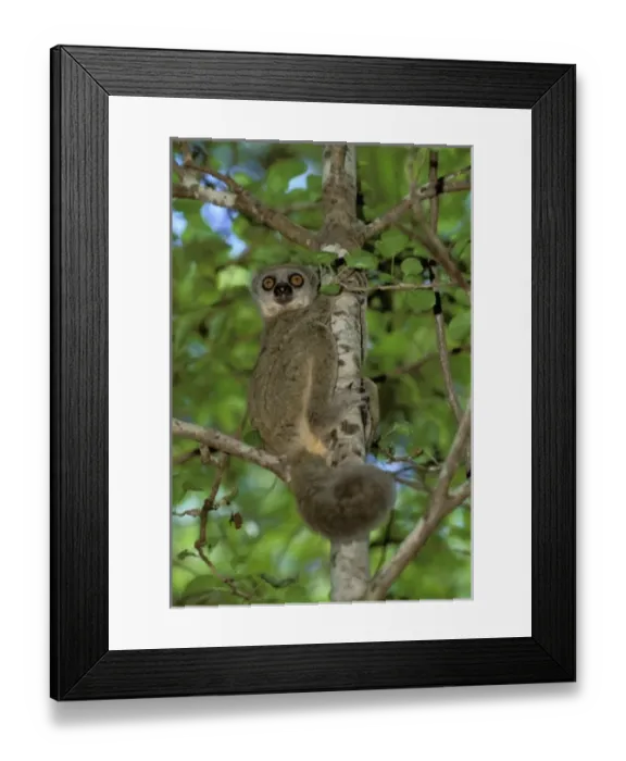 Framed Print : Africa, Madagascar. Western Wooly Lemur Framed Print : Africa, Madagascar. Western Wooly Lemur