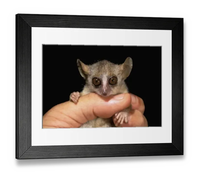Framed Print : Africa, Madagascar, Western dry forest. Grey mouse lemur (Microcebus murinus) Framed Print : Africa, Madagascar, Western dry forest. Grey mouse lemur (Microcebus murinus)