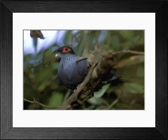 Framed Print : Africa, Madagascar, Ranamafana. Madagascar blue pigeon (Alectroenas madagascariensis) Framed Print : Africa, Madagascar, Ranamafana. Madagascar blue pigeon (Alectroenas madagascariensis)