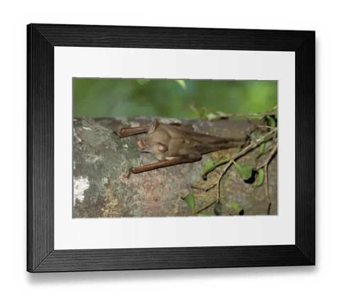 Framed Print : Africa, Madagascar