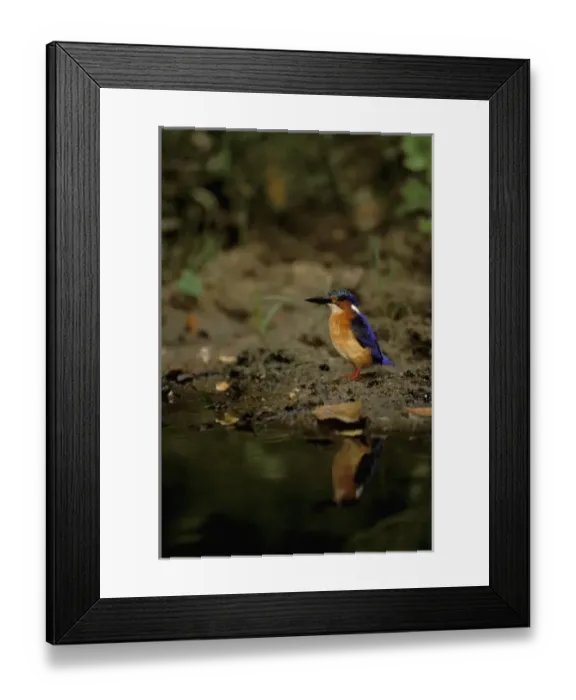 Framed Print : Africa, Madagascar, Ankarana Special Reserve. Malagasy Kingfisher (Corythornis vintioides) Framed Print : Africa, Madagascar, Ankarana Special Reserve. Malagasy Kingfisher (Corythornis vintioides)