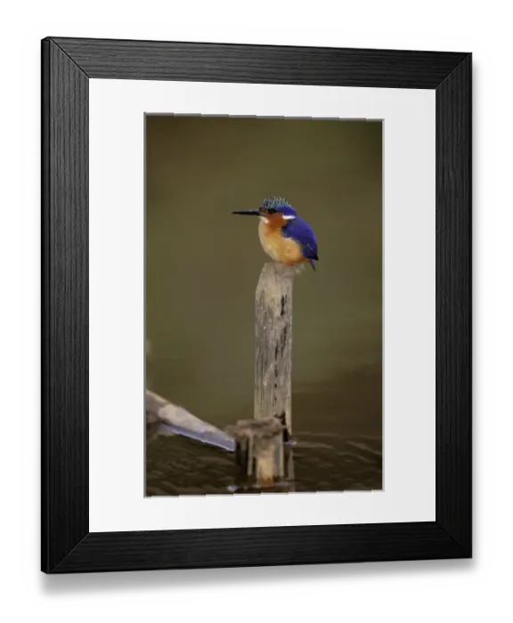 Framed Print : Africa, Madagascar, La Madraka. Malagasy Kingfisher (Corythornis vintioides)