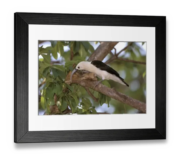 Framed Print : Africa, Madagascar, Katsepy. Sickle-billed vanga (Falculea palliata) Framed Print : Africa, Madagascar, Katsepy. Sickle-billed vanga (Falculea palliata)