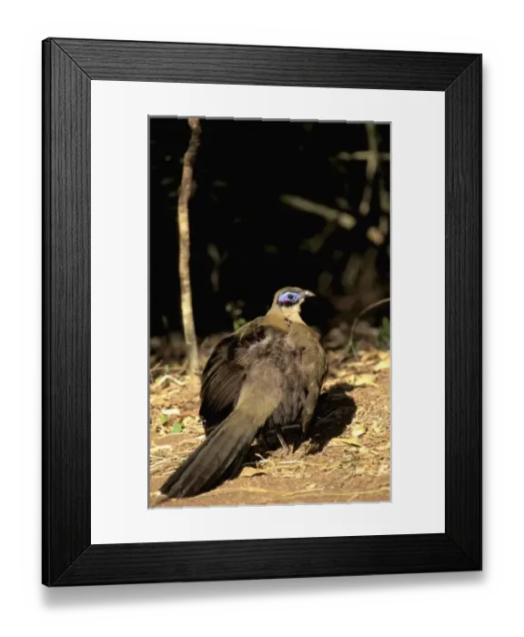 Framed Print : Africa, Madagascar Framed Print : Africa, Madagascar