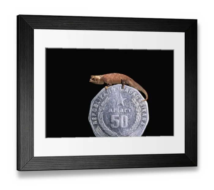 Framed Print : Africa, Madagascar, Masoala Peninsula. Brookesia Chameleon (Brookesia peyrierasi) Framed Print : Africa, Madagascar, Masoala Peninsula. Brookesia Chameleon (Brookesia peyrierasi)