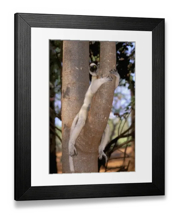 Framed Print : Africa, Madagascar, Berenty Reserve. Verreaux Sifaka (Propithecus verreauxi verreauxi) Framed Print : Africa, Madagascar, Berenty Reserve. Verreaux Sifaka (Propithecus verreauxi verreauxi)