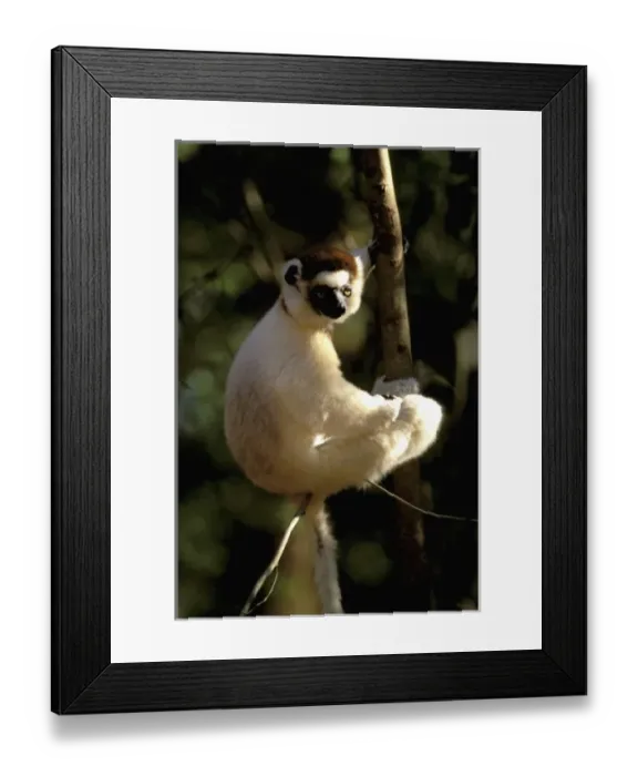 Framed Print : Africa, Madagascar, Berenty. Verreauxs sifaka (Propithecus v. verriauxi) Framed Print : Africa, Madagascar, Berenty. Verreauxs sifaka (Propithecus v. verriauxi)