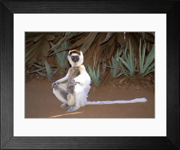 Framed Print : Africa, Madagascar. Verreauxs sifaka (Propithecus v. verriauxi) Framed Print : Africa, Madagascar. Verreauxs sifaka (Propithecus v. verriauxi)