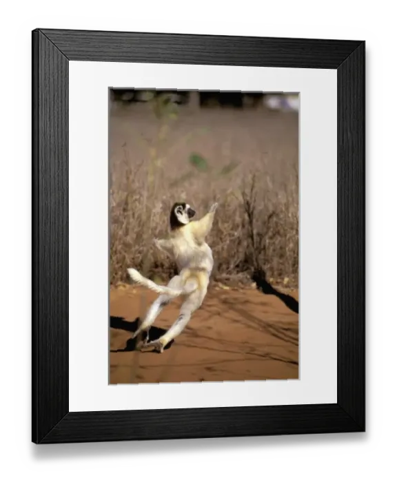 Framed Print : Africa, Madagascar, Berenty. Verreauxs sifaka (Propithecus v. verriauxi) Framed Print : Africa, Madagascar, Berenty. Verreauxs sifaka (Propithecus v. verriauxi)