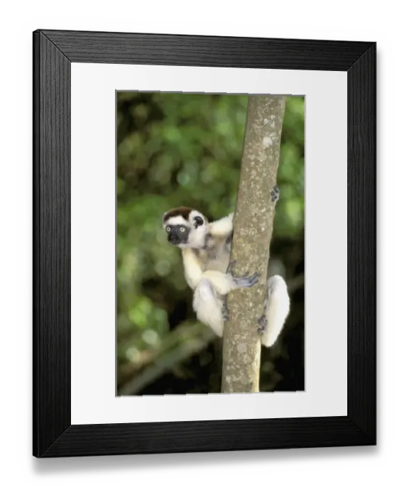 Framed Print : Africa, Madagascar, Berenty. Verreauxs sifaka (Propithecus v. verriauxi)