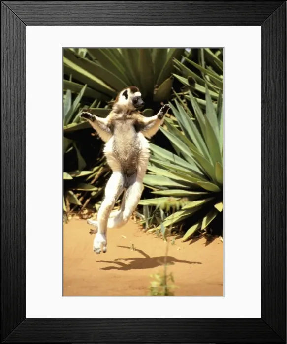 Framed Print : Africa, Madagascar Framed Print : Africa, Madagascar