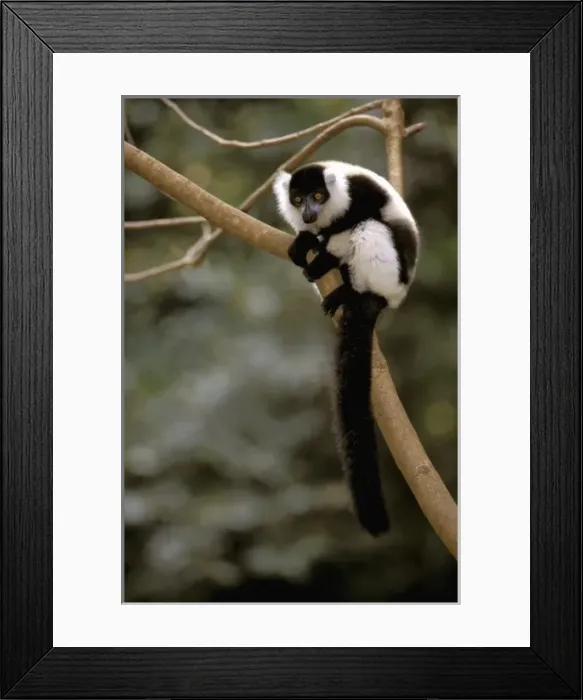 Framed Print : Africa, Madagascar. Black and white ruffed lemur (Varecia Variegata Variegata) Framed Print : Africa, Madagascar. Black and white ruffed lemur (Varecia Variegata Variegata)