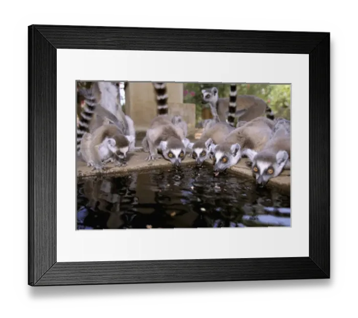 Framed Print : Africa, Madagascar Framed Print : Africa, Madagascar