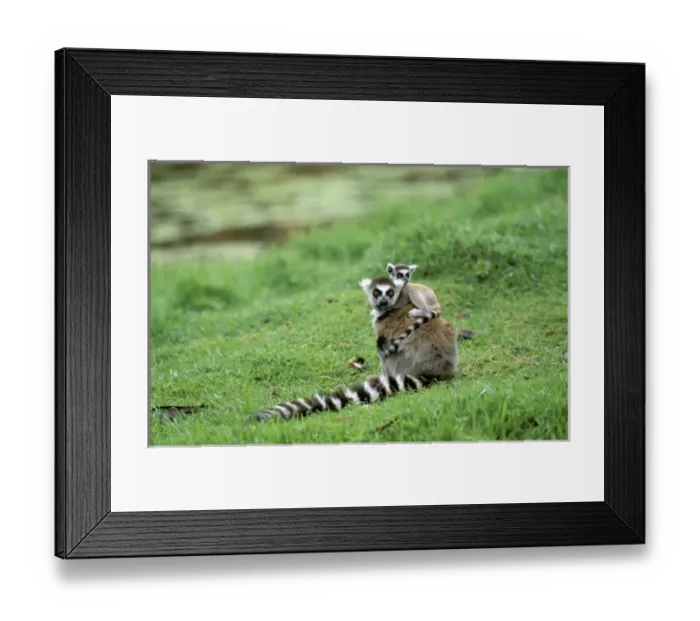 Framed Print : Africa, Madagascar, Antananarivo, Tsimbazaza zoo. Ring-tailed lemur and young (Lemur Framed Print : Africa, Madagascar, Antananarivo, Tsimbazaza zoo. Ring-tailed lemur and young (Lemur