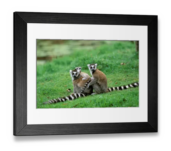 Framed Print : Africa, Madagascar, Antananarivo, Tsimbazaza zoo. Ring-tailed lemur and young (Lemur Framed Print : Africa, Madagascar, Antananarivo, Tsimbazaza zoo. Ring-tailed lemur and young (Lemur