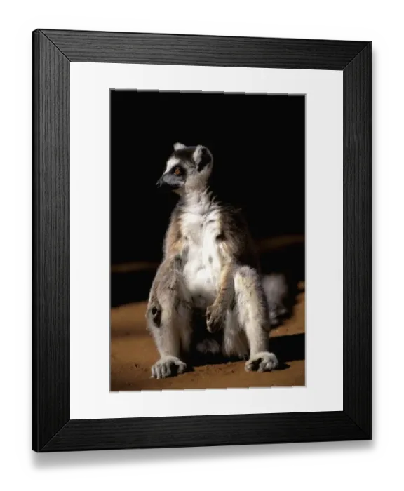 Framed Print : Africa, Madagascar, Berenty Private Reserve. Ring-tailed lemur sunning (Lemur catta) Framed Print : Africa, Madagascar, Berenty Private Reserve. Ring-tailed lemur sunning (Lemur catta)