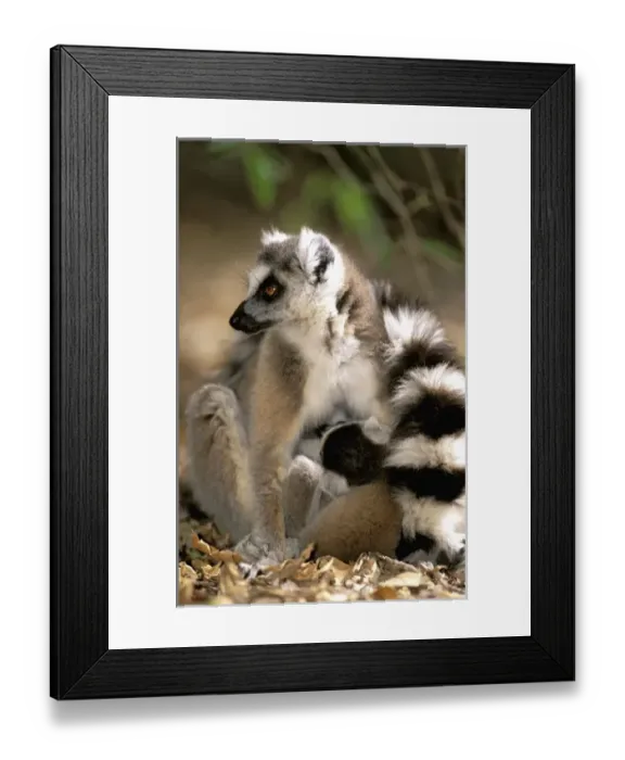 Framed Print : Africa, Madagascar Framed Print : Africa, Madagascar