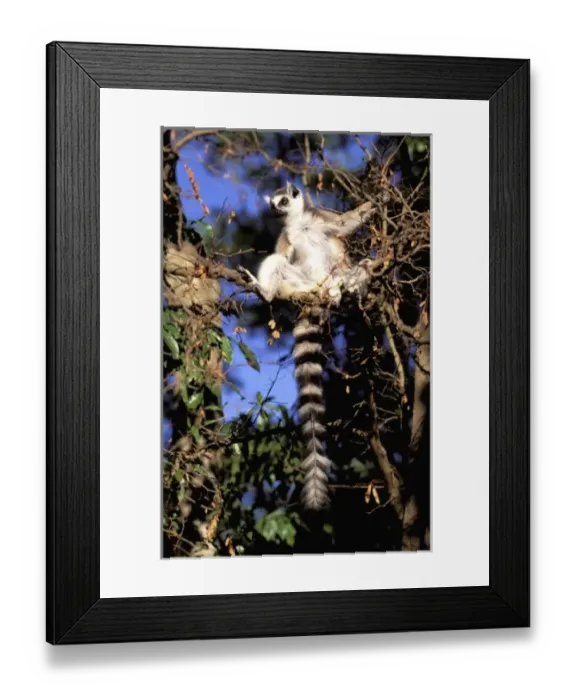 Framed Print : Africa, Madagascar, Berenty Private Reserve. Ring-tailed lemur sunning (Lemur catta) Framed Print : Africa, Madagascar, Berenty Private Reserve. Ring-tailed lemur sunning (Lemur catta)