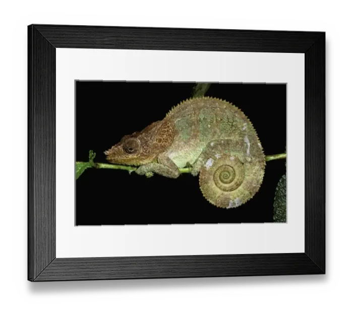Framed Print : Africa, Madagascar Framed Print : Africa, Madagascar