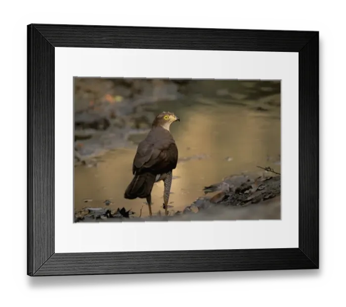 Framed Print : Africa, Madagascar, Eastern dry forest. Hensts Goshawk (Accipiter henstii) Framed Print : Africa, Madagascar, Eastern dry forest. Hensts Goshawk (Accipiter henstii)