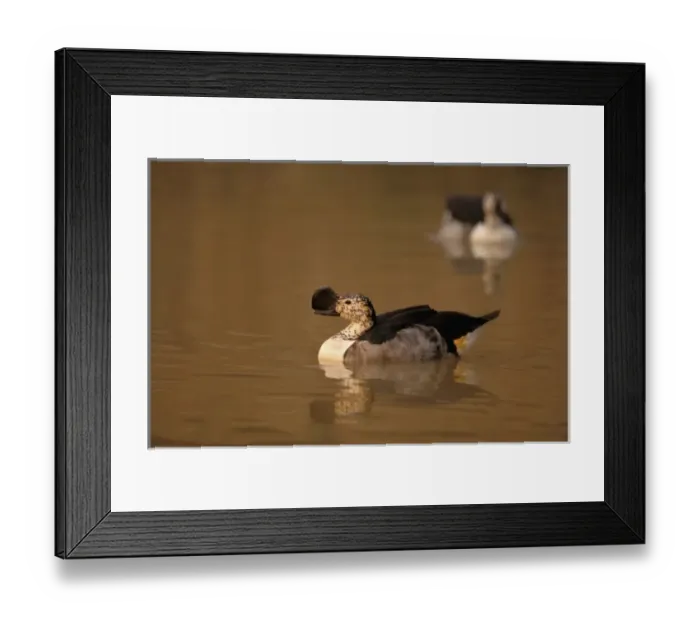 Framed Print : Africa, Madagascar. Knob-billed duck (Sarkidioanis melanotos) Framed Print : Africa, Madagascar. Knob-billed duck (Sarkidioanis melanotos)
