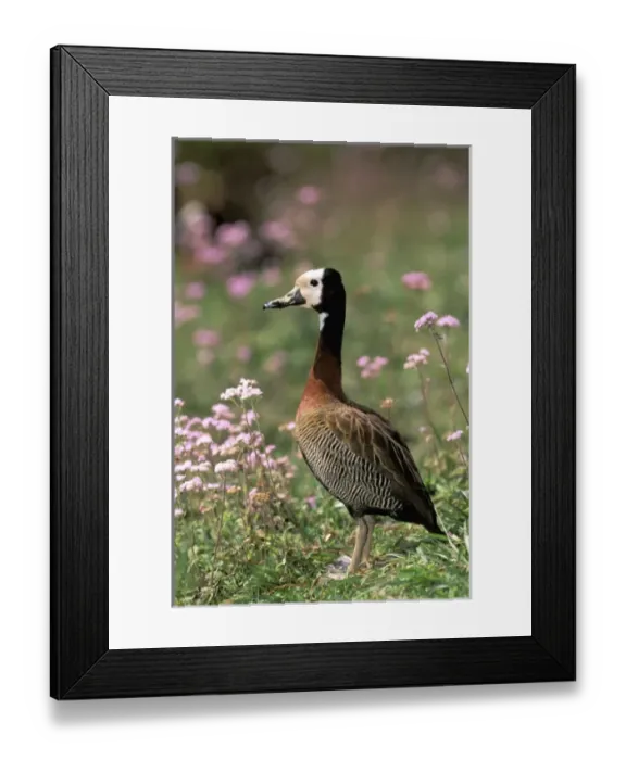 Framed Print : Africa, Madagascar