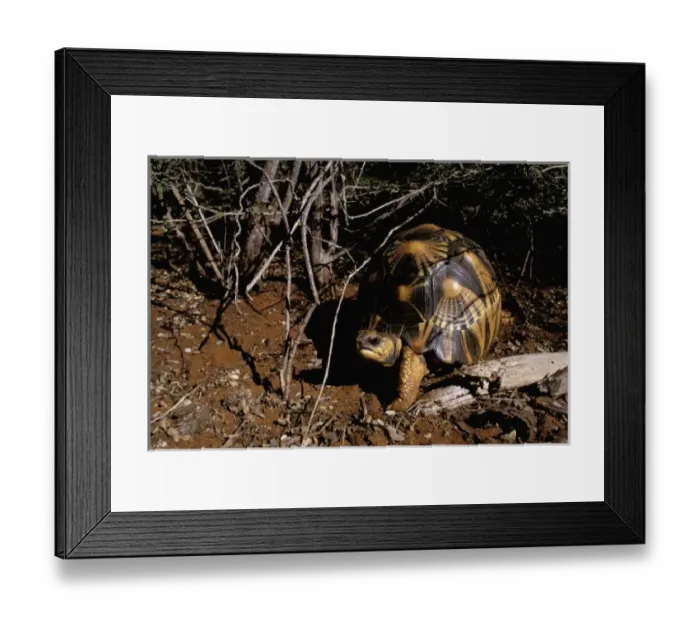 Framed Print : Africa, Madagascar, Berenty Special Reserve. Radiated tortoise (Geochelone radiata) Framed Print : Africa, Madagascar, Berenty Special Reserve. Radiated tortoise (Geochelone radiata)