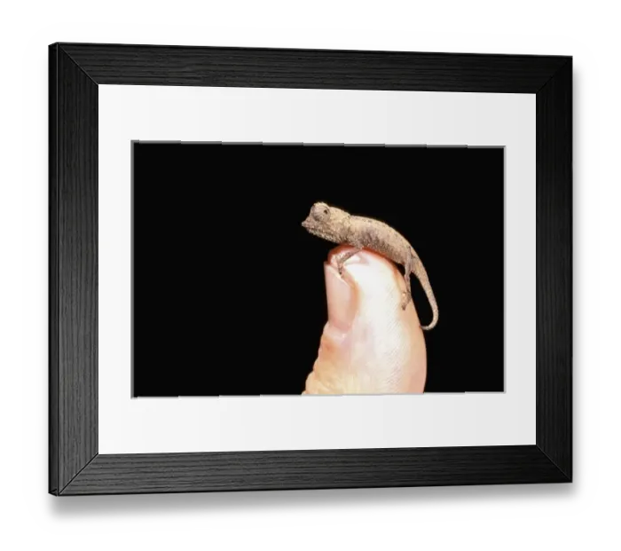Framed Print : Africa, Madagascar, Ankarana Special Reserve. Ground dwelling chameleon (Brookesia Framed Print : Africa, Madagascar, Ankarana Special Reserve. Ground dwelling chameleon (Brookesia