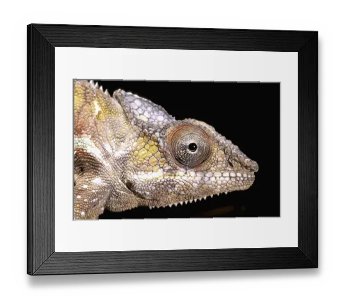 Framed Print : Africa, Madagascar, La Madraka Farm. Chameleon (Fursifer pardalis) Framed Print : Africa, Madagascar, La Madraka Farm. Chameleon (Fursifer pardalis)