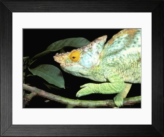 Framed Print : Africa, Madagascar, La Madraka Farm. Parsons chameleon (Calumma parsonii)