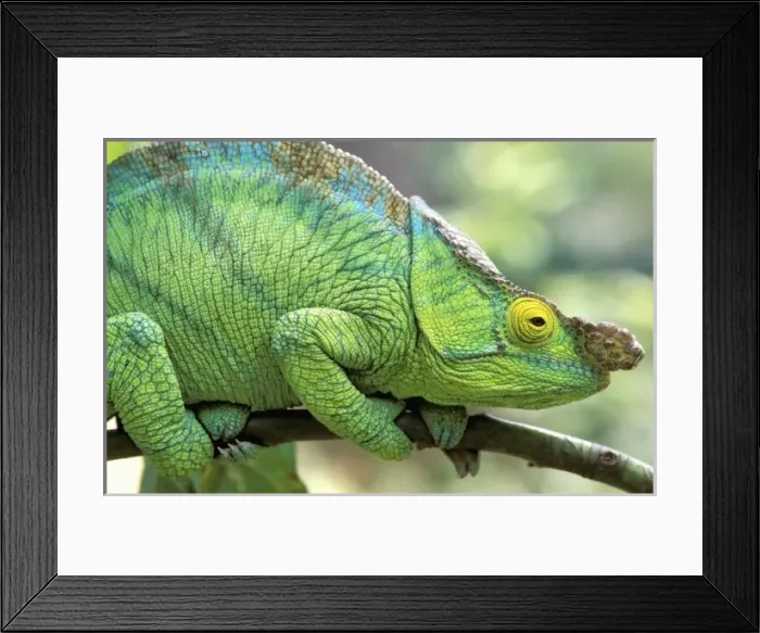 Framed Print : Africa, Madagascar, La Madraka Farm. Parsons chameleon (Calumma parsonii)