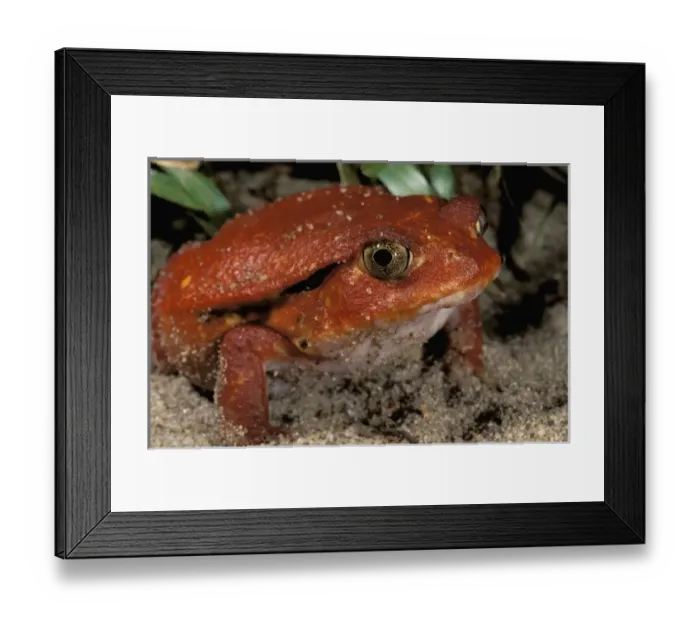 Framed Print : Africa, Madagascar. Tomato frog (Dyscophus antongili) Framed Print : Africa, Madagascar. Tomato frog (Dyscophus antongili)