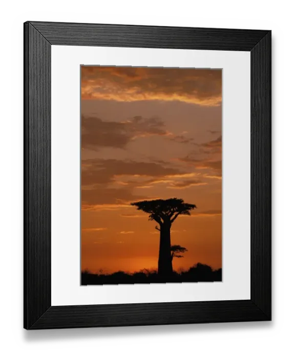 Framed Print : Africa, Madagascar, Morondava, Western dry forest. Baobab (Adansoina grandidieri)
