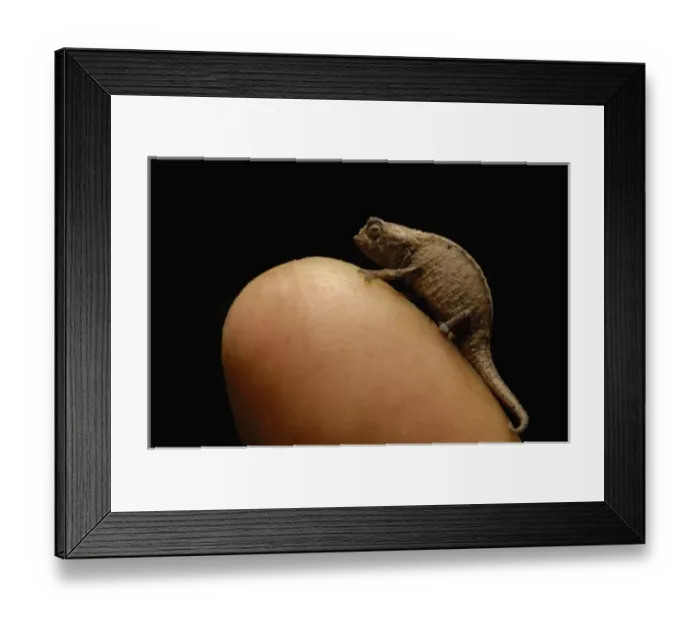 Framed Print : Thumbnail Chameleon. NW Madagascar Framed Print : Thumbnail Chameleon. NW Madagascar