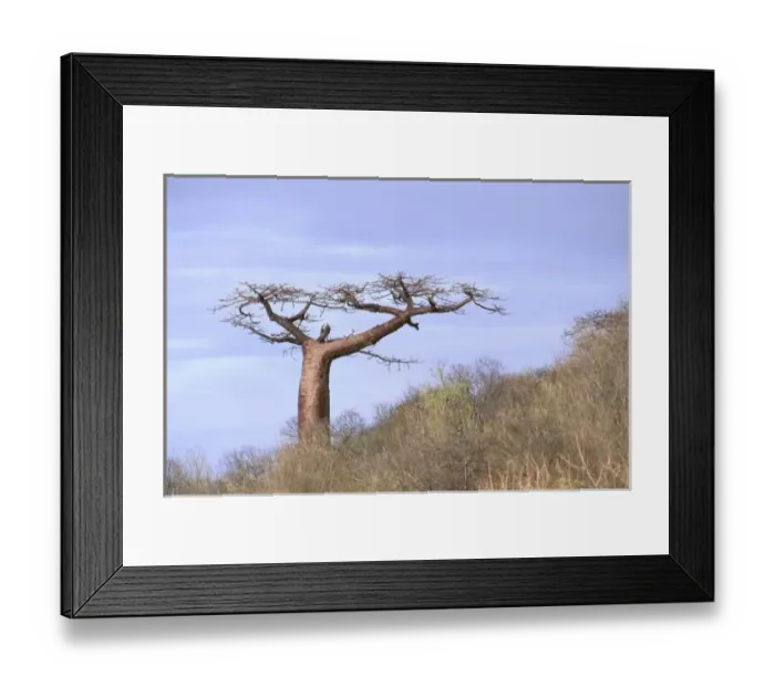 Framed Print : Africa, Madagascar Framed Print : Africa, Madagascar