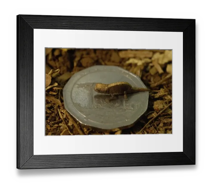 Framed Print : Africa, Madagascar Framed Print : Africa, Madagascar