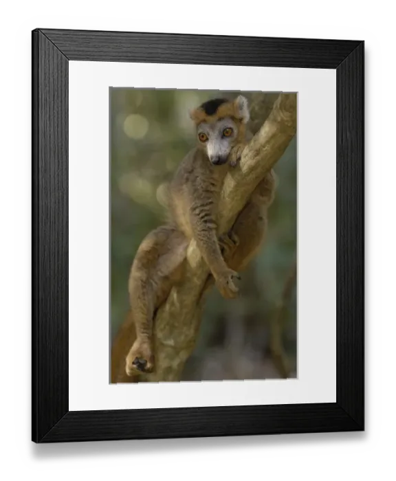 Framed Print : Africa, Madagascar