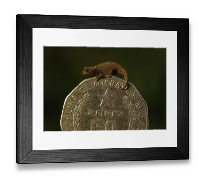 Framed Print : Thumbnail Chameleon. NW Madagascar Framed Print : Thumbnail Chameleon. NW Madagascar