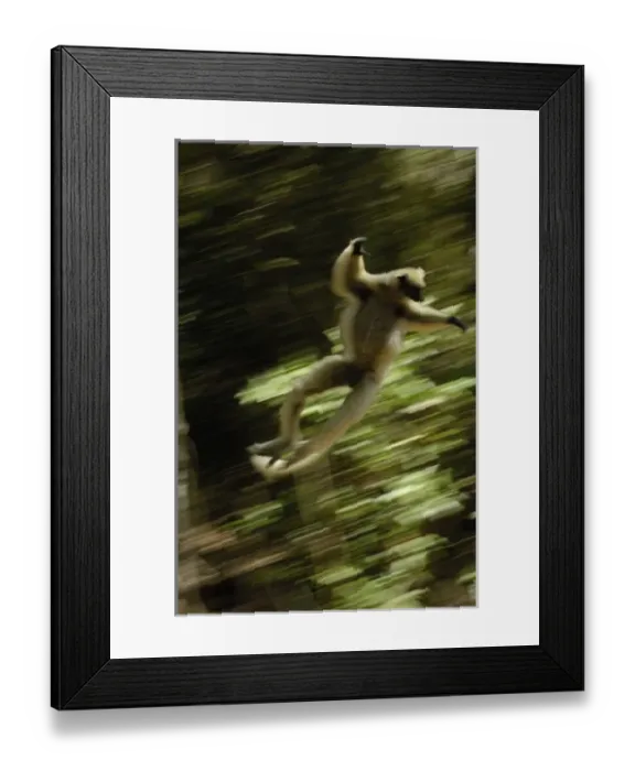 Framed Print : Golden-crowned sifaka or Tattersalls sifaka (Propithecus tattersalli) leaping Framed Print : Golden-crowned sifaka or Tattersalls sifaka (Propithecus tattersalli) leaping