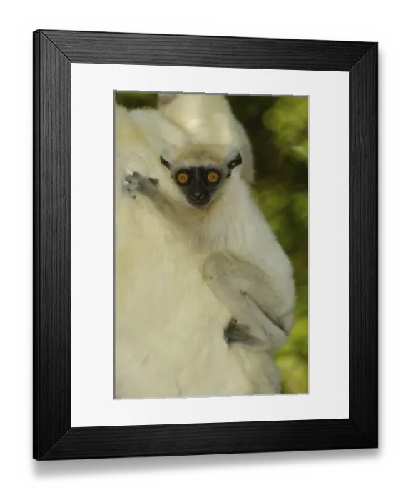 Framed Print : Africa, Madagascar
