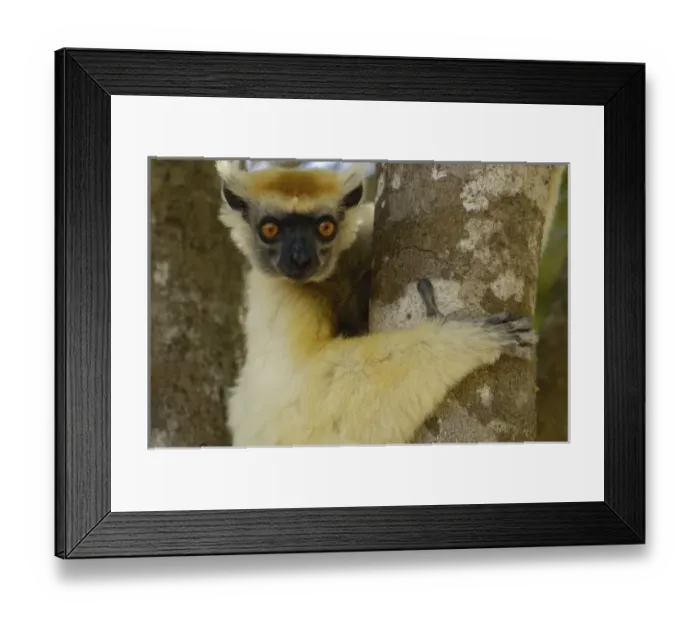 Framed Print : Africa, Madagascar Framed Print : Africa, Madagascar
