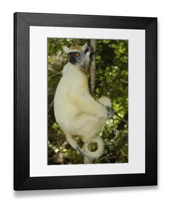Framed Print : Golden-crowned sifaka or Tattersalls sifaka (Propithecus tattersalli) Daraina