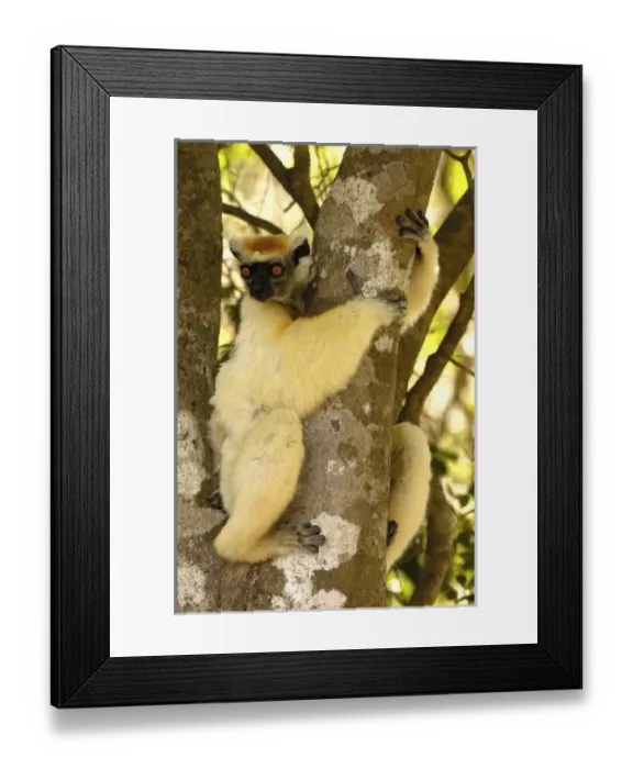 Framed Print : Africa, Madagascar Framed Print : Africa, Madagascar