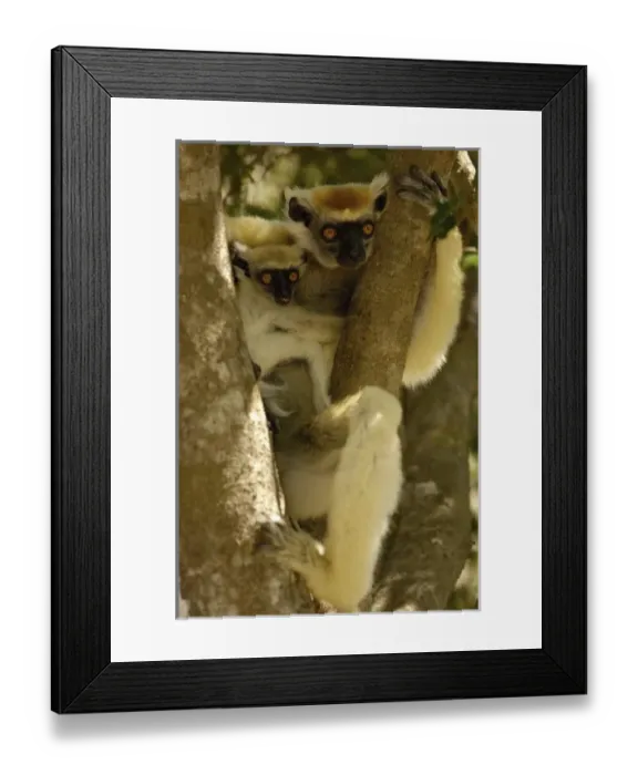 Framed Print : Africa, Madagascar Framed Print : Africa, Madagascar