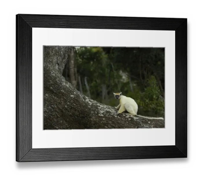 Framed Print : Golden-crowned sifaka or Tattersalls sifaka (Propithecus tattersalli) Daraina Framed Print : Golden-crowned sifaka or Tattersalls sifaka (Propithecus tattersalli) Daraina