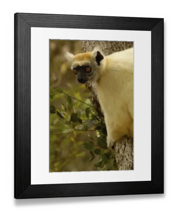 Framed Print : Africa, Madagascar Framed Print : Africa, Madagascar