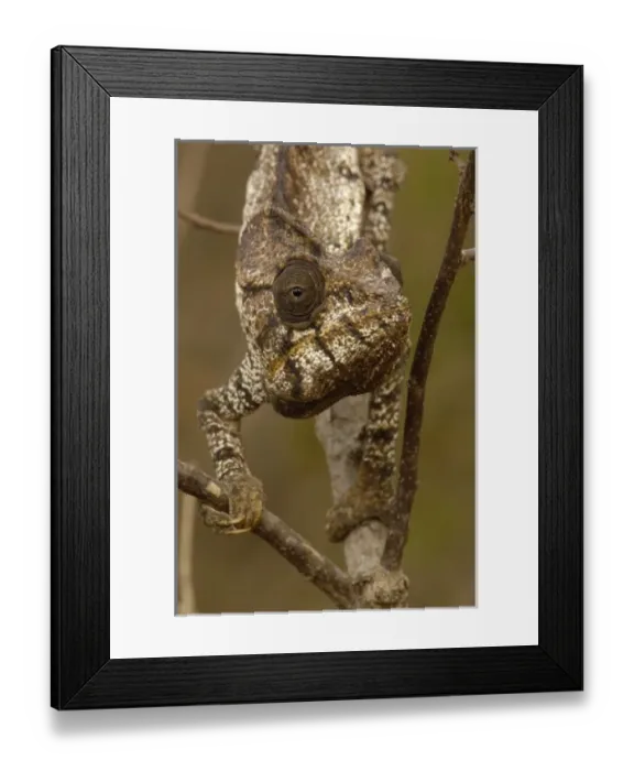 Framed Print : Oustaleti chameleon (Furcifer oustaleti) Loky-Manambato - Daraina. Northern MADAGASCAR Framed Print : Oustaleti chameleon (Furcifer oustaleti) Loky-Manambato - Daraina. Northern MADAGASCAR