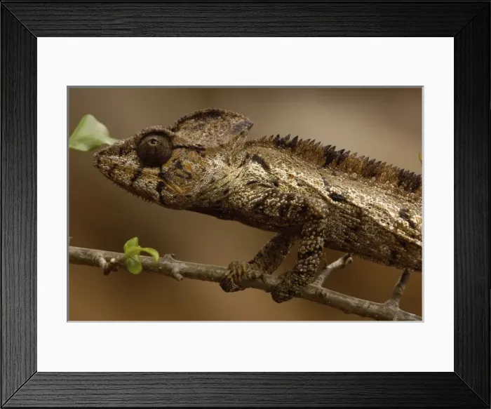 Framed Print : Oustaleti chameleon (Furcifer oustaleti) Loky-Manambato - Daraina. Northern MADAGASCAR