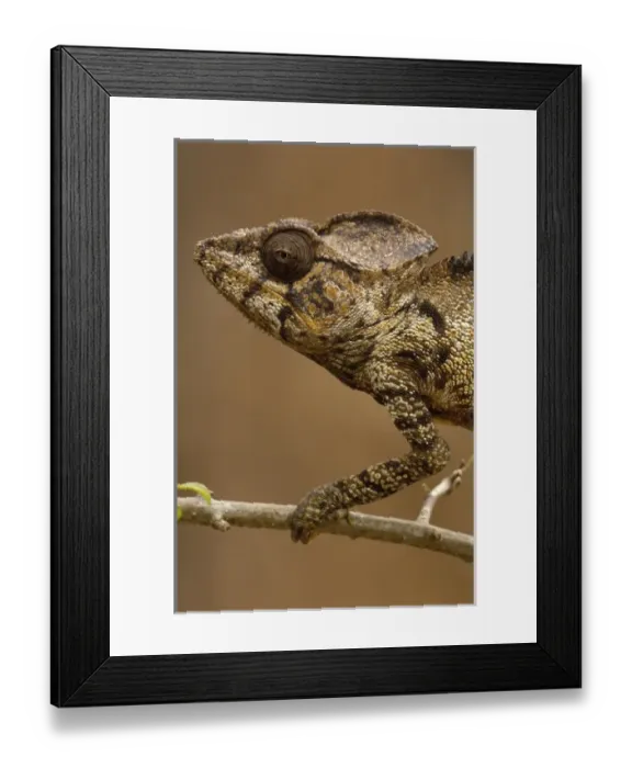 Framed Print : Oustaleti chameleon (Furcifer oustaleti) Loky-Manambato - Daraina. Northern MADAGASCAR Framed Print : Oustaleti chameleon (Furcifer oustaleti) Loky-Manambato - Daraina. Northern MADAGASCAR